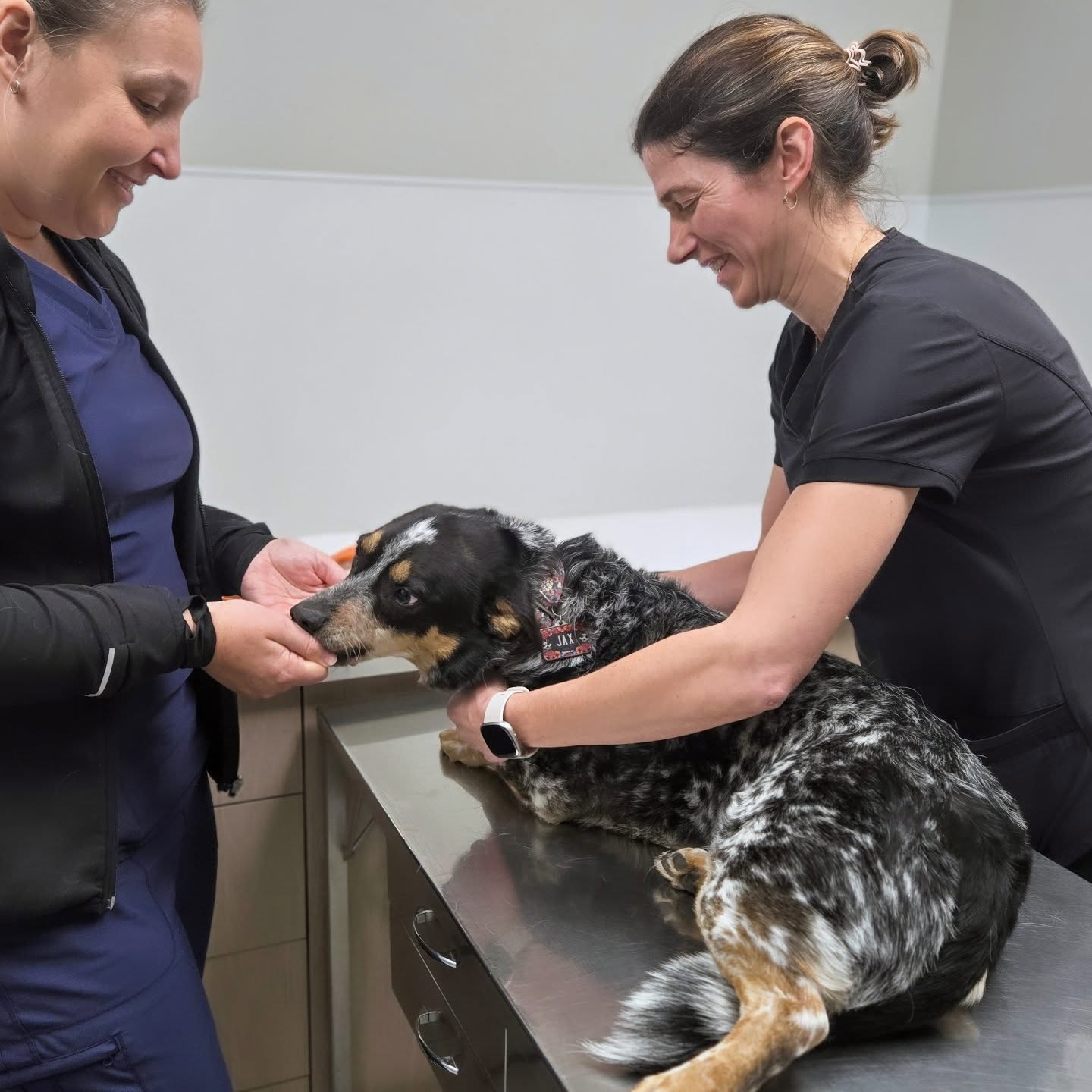 L'équipe de la section animaux de compagnie de la CVC en action