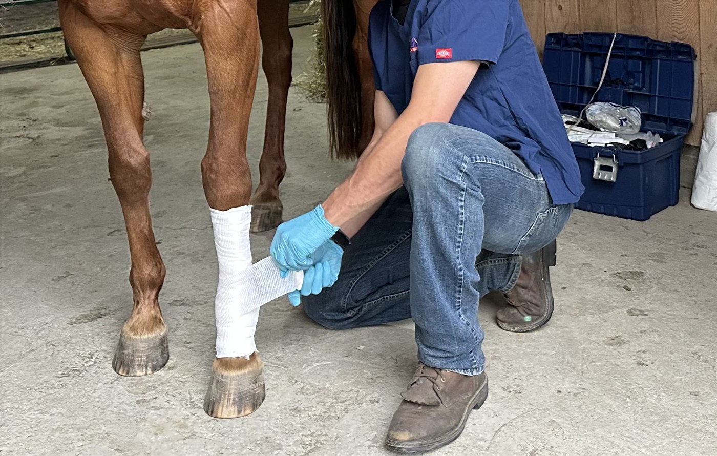 Chirurgie équine — castration, extractions dentaires et traitement des lacérations