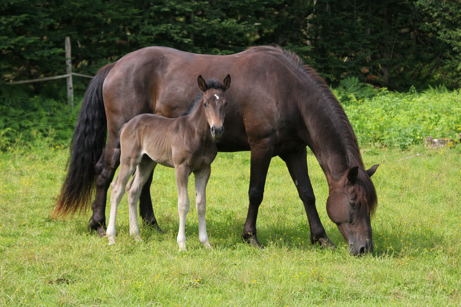 Services de reproduction équine — insémination, suivi des gestations et transfert d'embryons