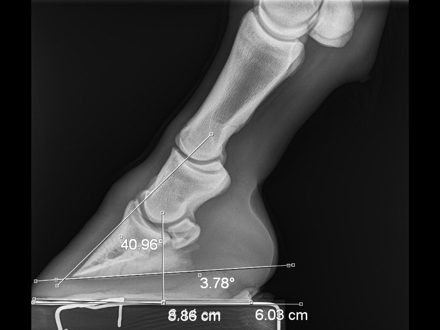Radiographie numérique et imagerie diagnostique pour chevaux