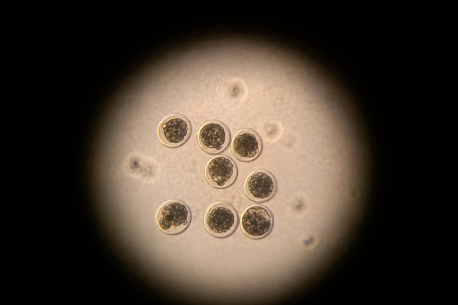 Service de transfert d’embryons bovins — récolte, sexage et implantation