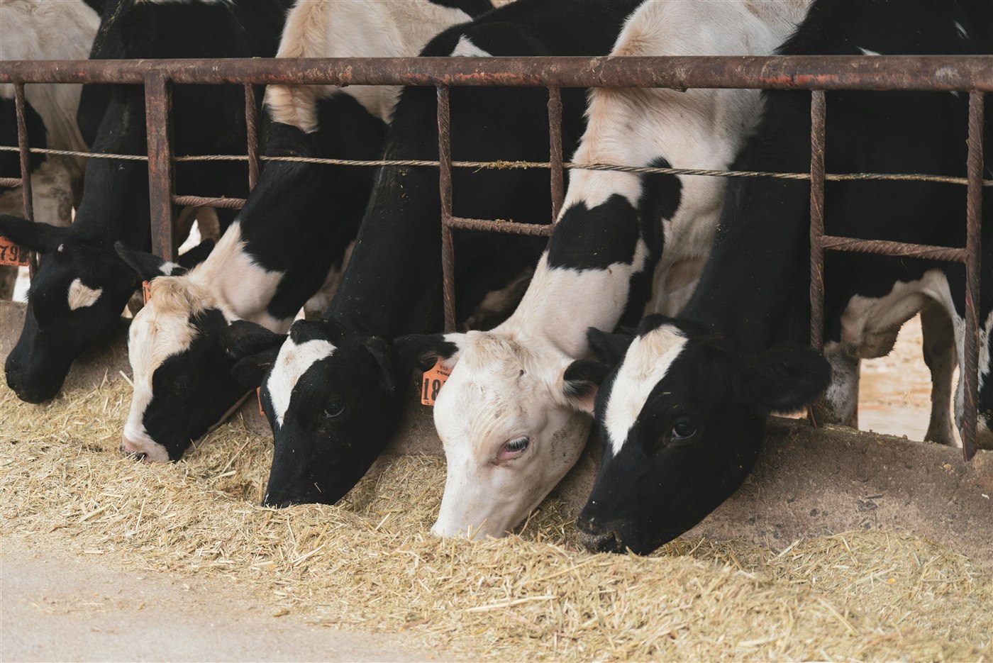 Plusieurs vaches de ferme en train de manger.