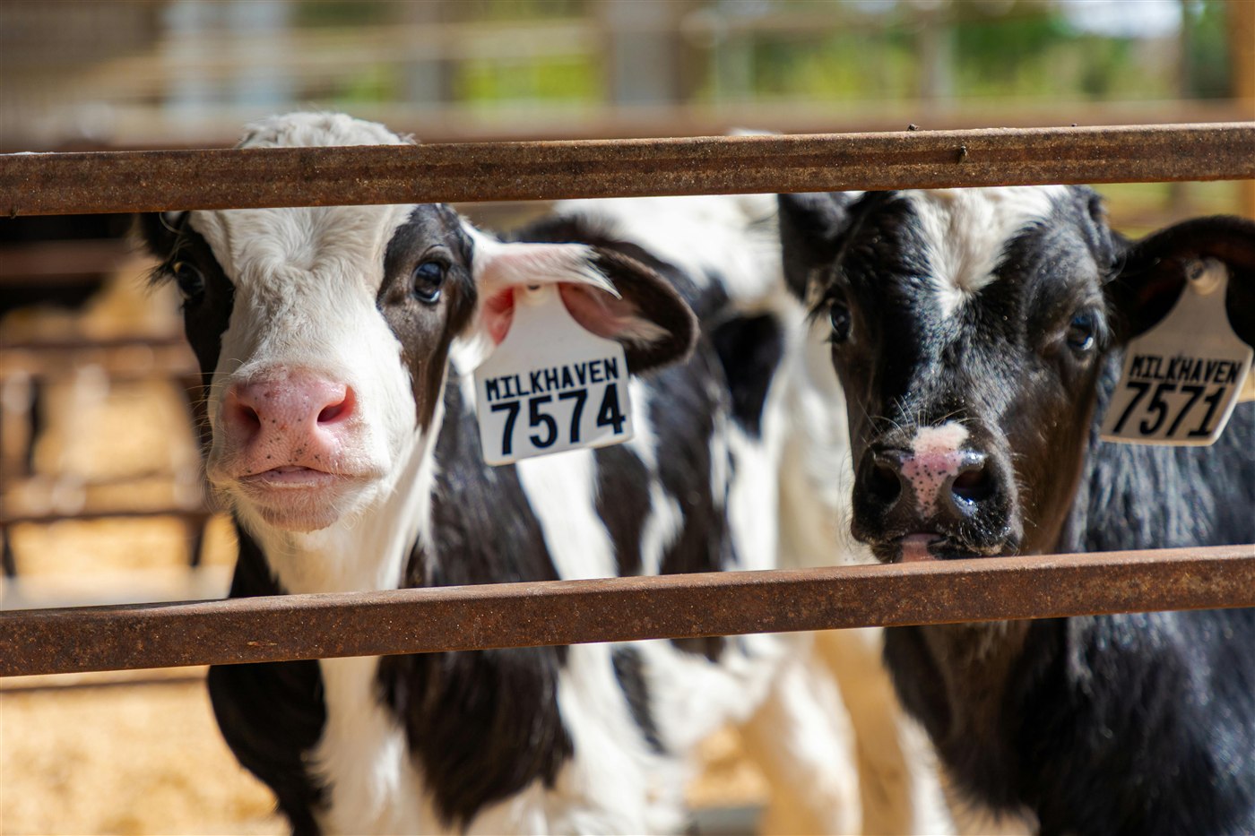Veaux en santé à la ferme.
