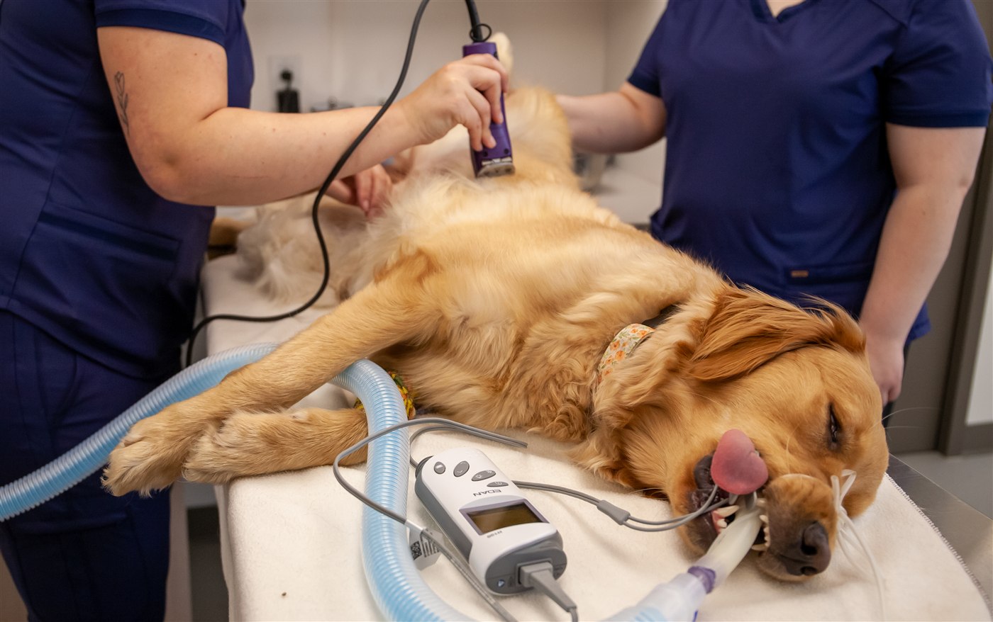 Intervention chirurgicale vétérinaire pour chien ou chat