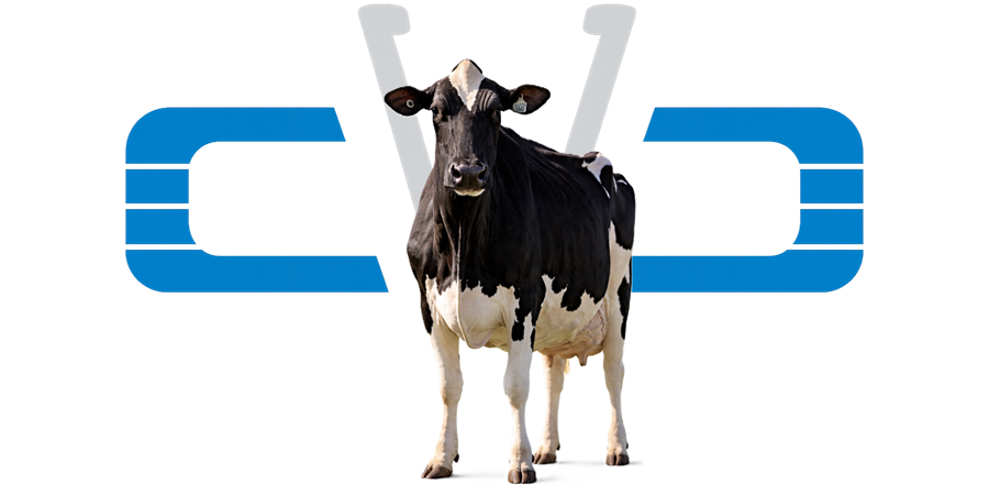 Vache laitière — services vétérinaires pour animaux de ferme à Coaticook