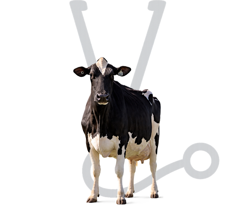 Vache — section animaux de ferme de la Clinique Vétérinaire de Coaticook