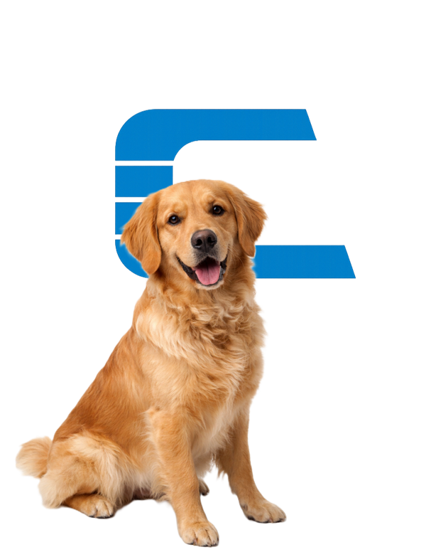 Chien — section animaux de compagnie de la Clinique Vétérinaire de Coaticook